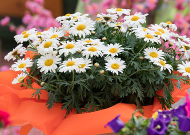 white daisy in bloomfor ho