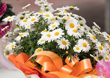 white daisy in bloomfor ho