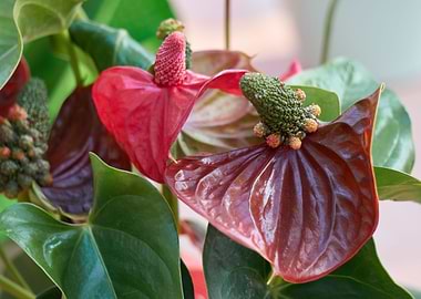 red anthurium in the vase
