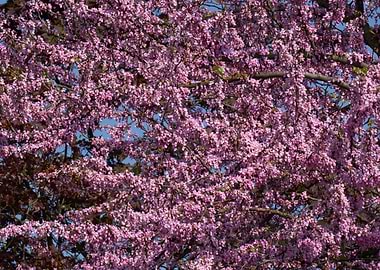redbud siliquastrum