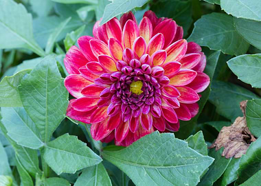 dahlia in spring season