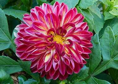 dahlia in spring season