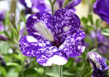 Purple Flower