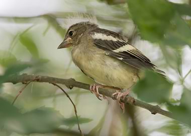 parus major great tit