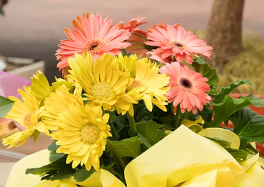 gerbera daisy in the vase