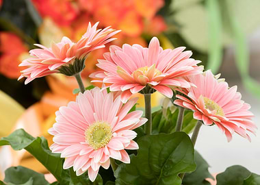 gerbera daisy in the vase