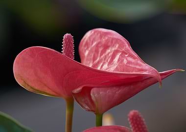 red anthurium in the vase