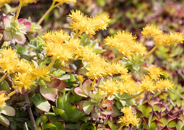sedum in bloom on rock