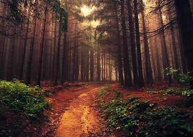 Pine forest path