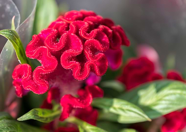 red celosia cristata