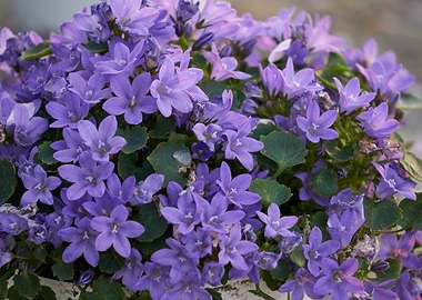 purple flowers