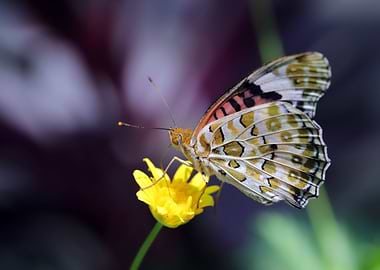 Butterfly Flower
