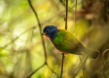 Nonpareil Painted Bunting