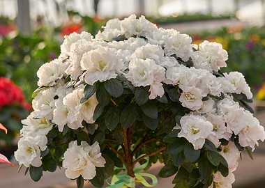 white azalea flower