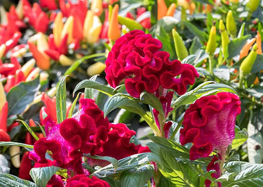 red celosia cristata