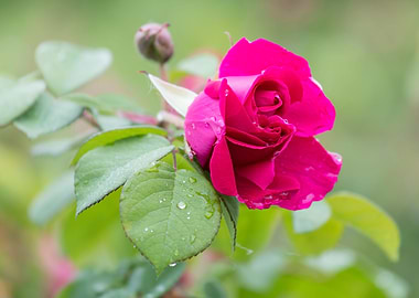 raindrops on the rose