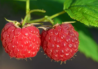 Raspberry favorite