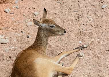 antelope in the savannah