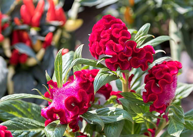 red celosia cristata