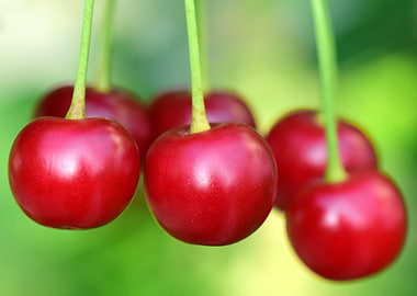 Cherry fruit