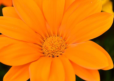 Orange Flower