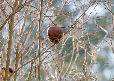 pomegranate on tree