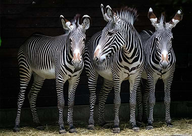 Three Zebras Animals