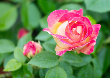 raindrops on the rose