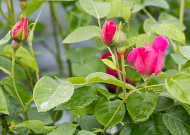 raindrops on the rose