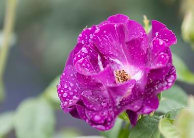 raindrops on the rose