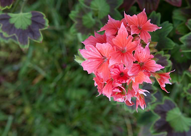 pink geranium in bloom