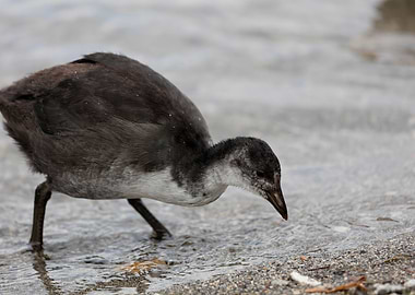 moorhen at lake