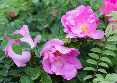 raindrops on the rose
