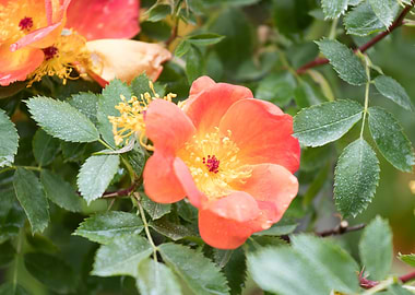 raindrops on the rose