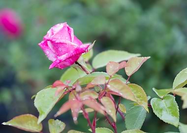 raindrops on the rose