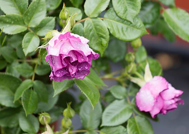 raindrops on the rose