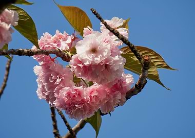 prunus tree in bloom