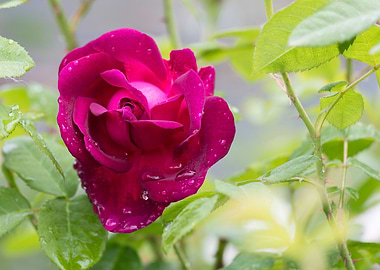 raindrops on the rose