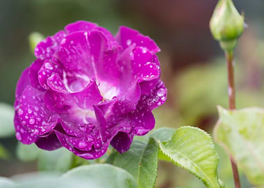 raindrops on the rose