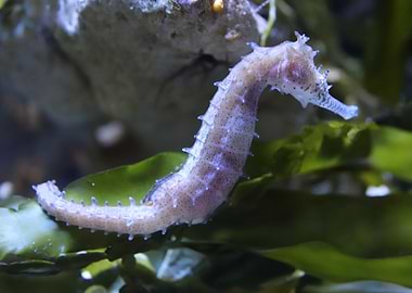 Sea horse