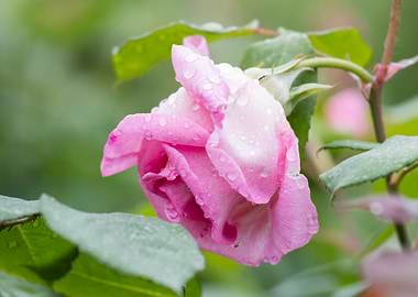 raindrops on the rose