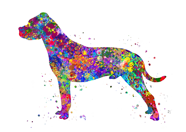 Dogo argentino watercolor