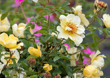 raindrops on the rose