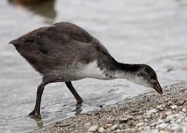 moorhen at lake
