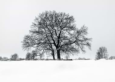 Winter tree
