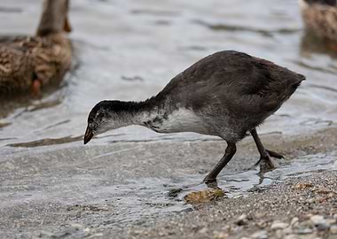 moorhen at lake