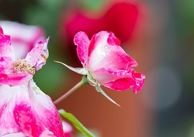 raindrops on the rose