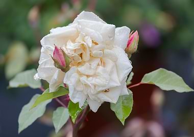 raindrops on the rose