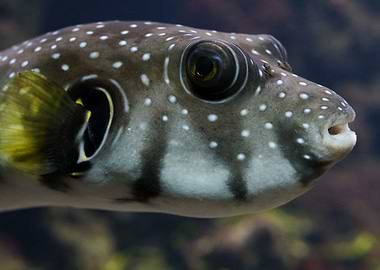 Puffer Fish