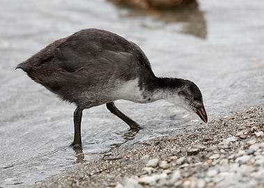moorhen at lake